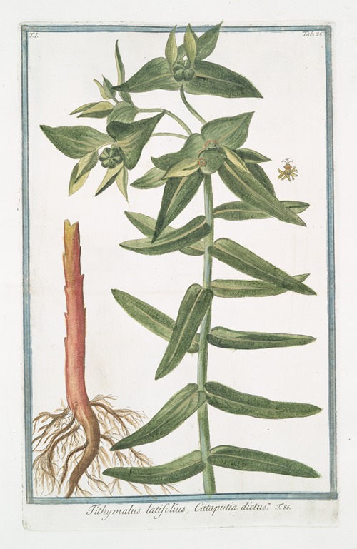 Tithymalus latifolius, Cataputiia dictus
