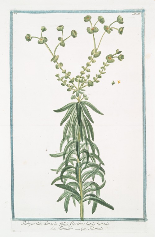 Tithymalus Linariæ foliis, floribus luteis lunatis – Titimalo – Titimale
