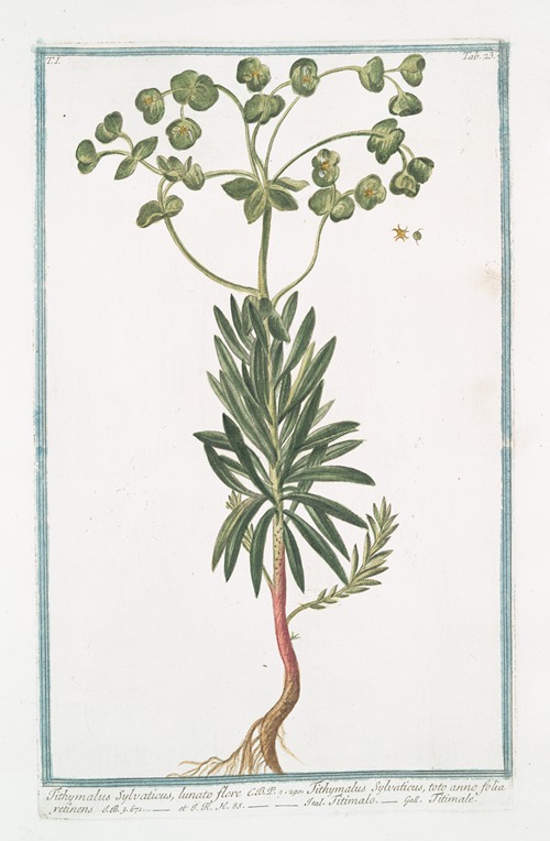 Tithymalus Sylvaticus, lunato flore C.B.P. – Tithymalus Sylvaticus, toto anno folia retinens – Titimalo – Titimale