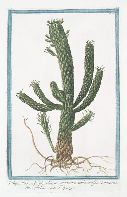 Tithymalus, seu Euphorbium, aizoodes, caule crasso, et ramoso – Euforbio – L’épurge