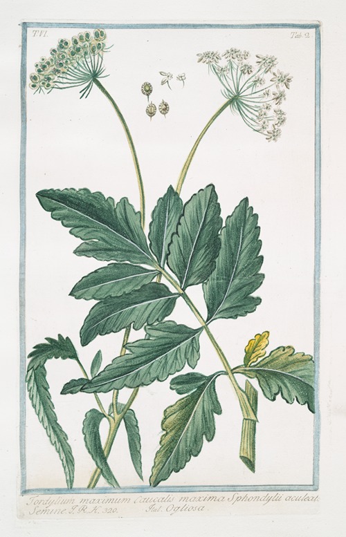 Tordylium maximum Caucalis maxima Sphondylii aculeato Semine – Ogliosa. (Hartwort)