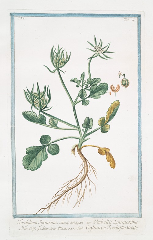 Tordylium Syriacum – Umbellis Longioribus – Ogliosa, e Tordiglio Siriale’ (Syrian hartwort)