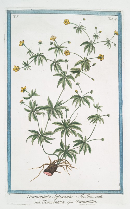 Tormentilla Sylvestris – Tormentilla – Tormentille. (Blood root, Shepherd’s Knot, English Sarasaparilla, Ewe Daisy)