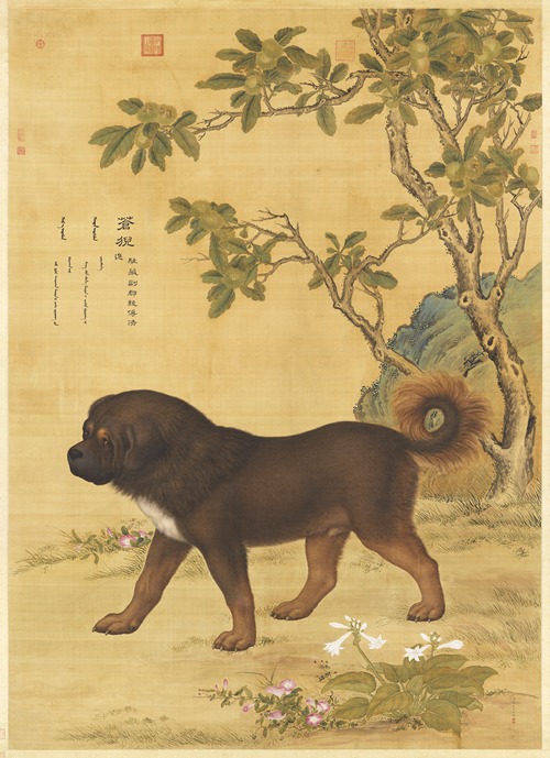 Picture of Cangni (苍猊), a Tibetan Mountain Dog