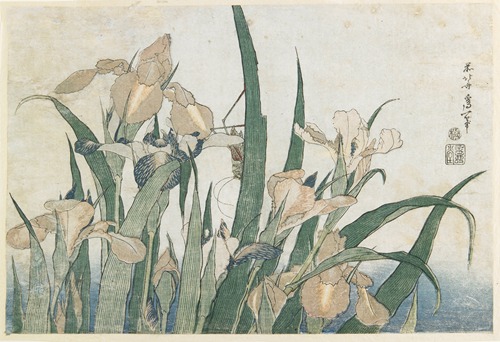 Irises and Grasshopper