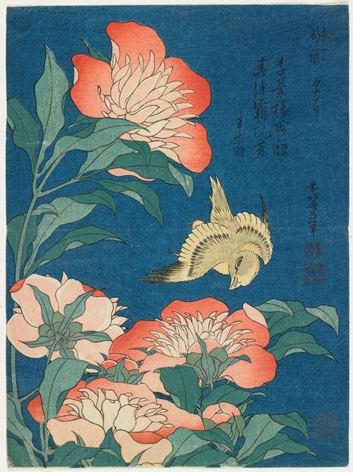 Peonies and Canary