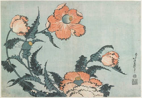 Poppies