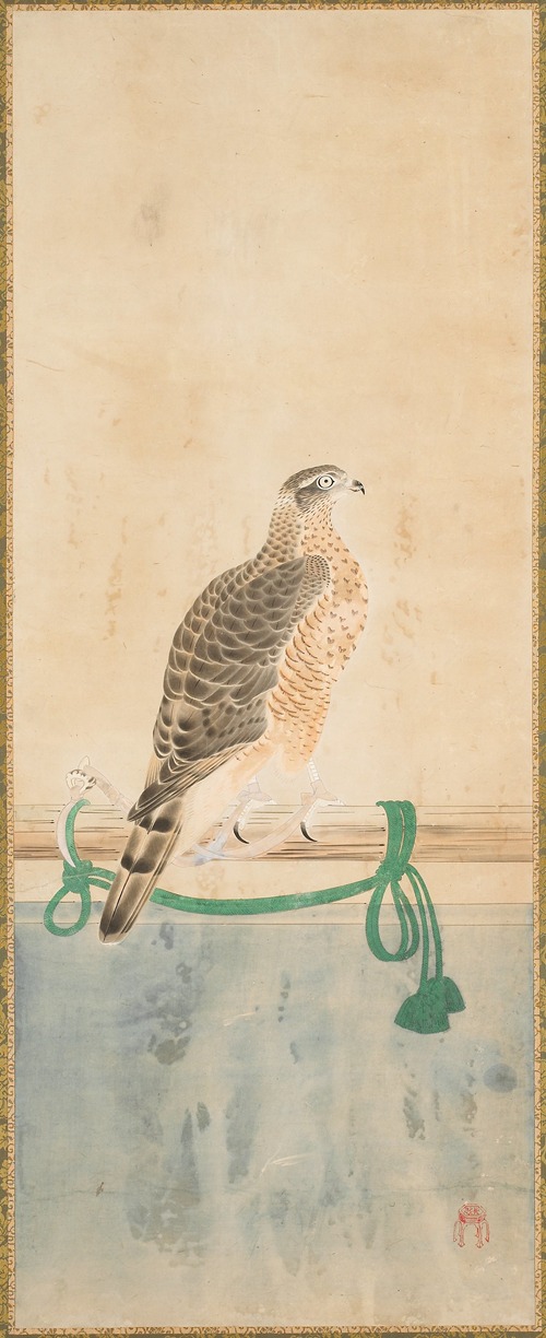 Hawk