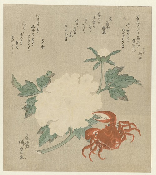 Peony with crab