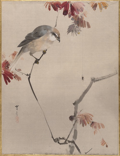 Bird on Branch Watching Spider
