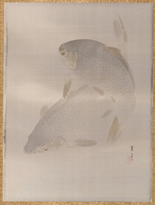 Carp swimming
