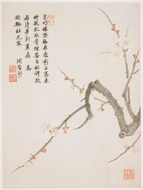 Blossoming plum