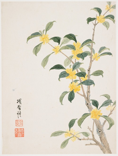 Cassia Blosso