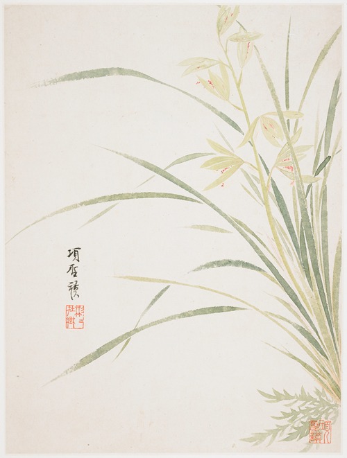 Epidendrum Blossom