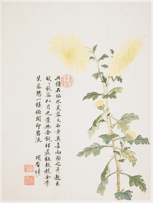 Hibiscus