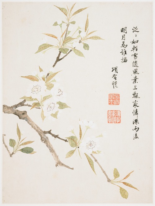 Pear Blossom