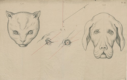 Heads of a cat and a dog, the position of their eyes compared