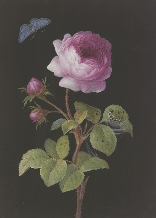 Rosa Rose (Rosa) mit sich einspinnender Raupe und Bläuling