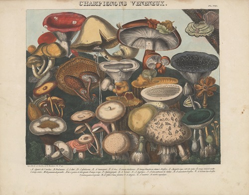 Atlas – Des champignons comestibles, suspects et vénéneux Pl.08