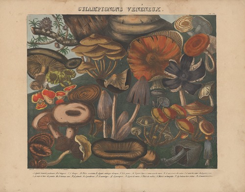 Atlas – Des champignons comestibles, suspects et vénéneux Pl.09