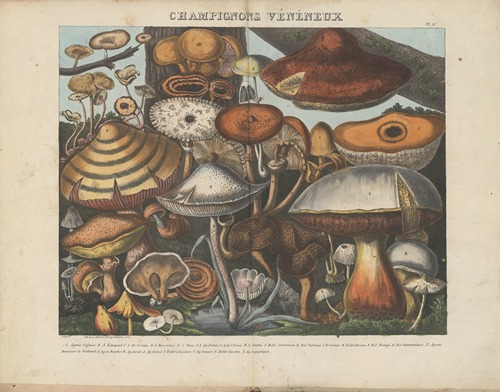 Atlas – Des champignons comestibles, suspects et vénéneux Pl.10