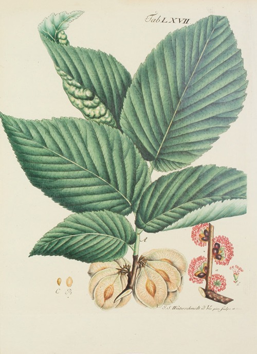 Abbildung der wilden Bäume, Stauden und Buschgewächse Pl.103