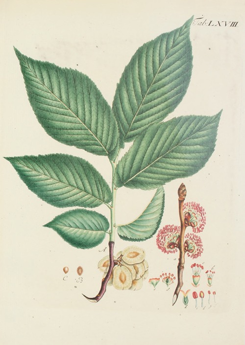 Abbildung der wilden Bäume, Stauden und Buschgewächse Pl.104
