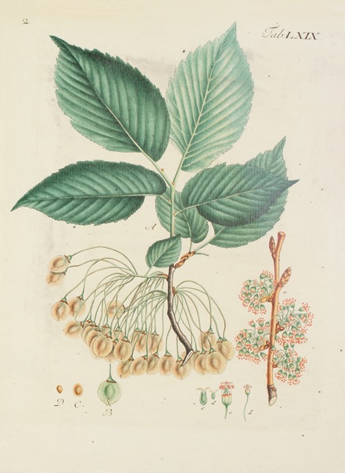 Abbildung der wilden Bäume, Stauden und Buschgewächse Pl.105