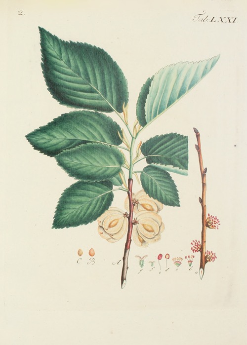 Abbildung der wilden Bäume, Stauden und Buschgewächse Pl.107