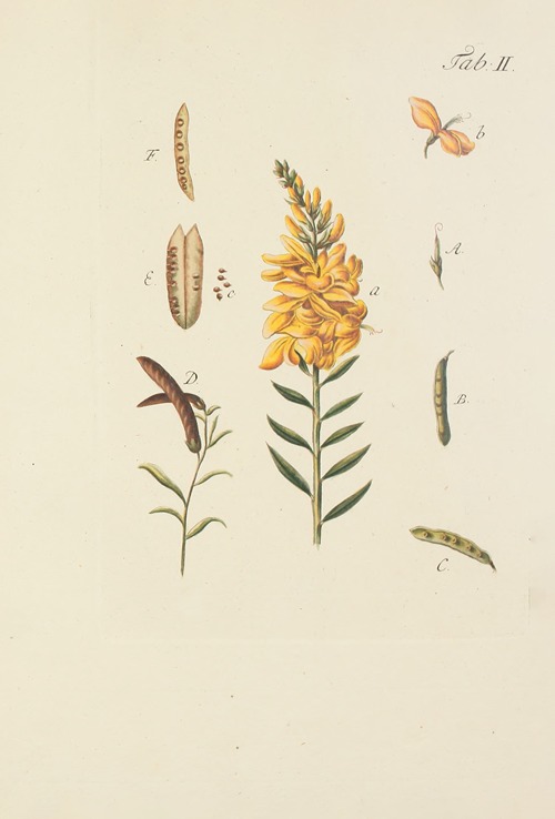 Abbildung der wilden Bäume, Stauden und Buschgewächse Pl.113