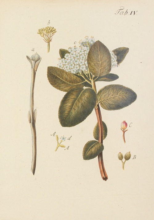 Abbildung der wilden Bäume, Stauden und Buschgewächse Pl.115