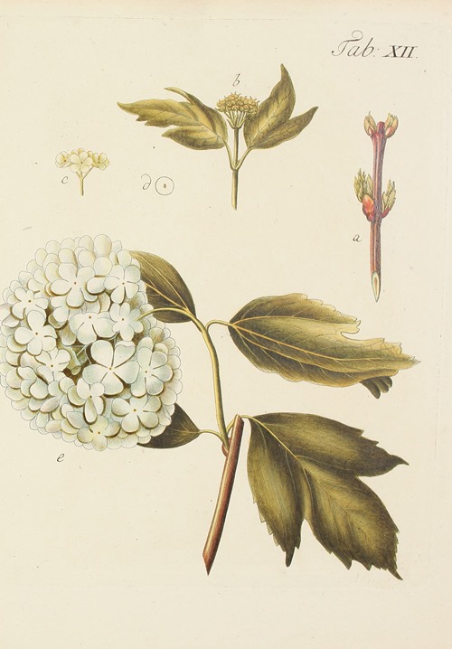 Abbildung der wilden Bäume, Stauden und Buschgewächse Pl.123
