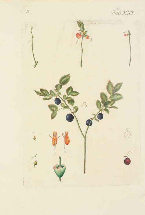 Abbildung der wilden Bäume, Stauden und Buschgewächse Pl.132