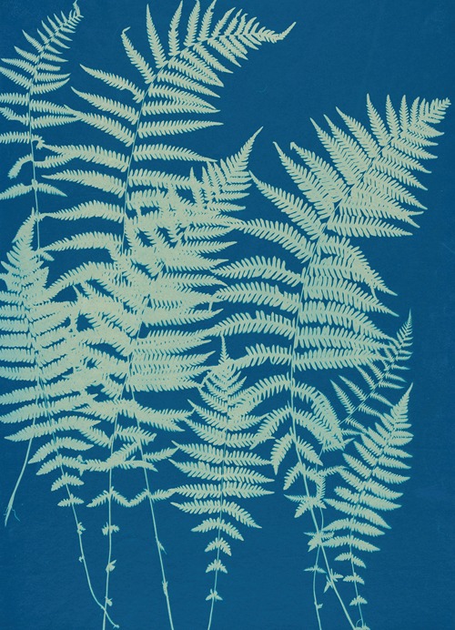 Ferns of Huntington, Long Island - Artvee