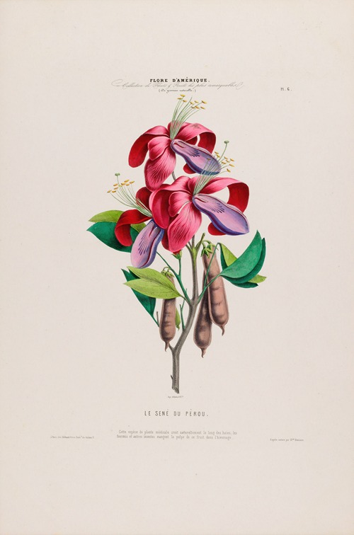 Flore d’Amérique, dessinée d’après nature sur les lieux Pl.006