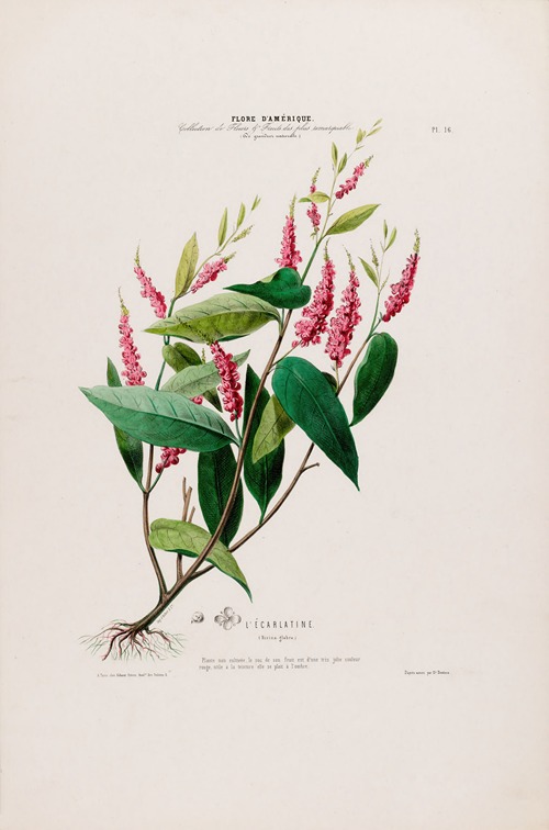 Flore d’Amérique, dessinée d’après nature sur les lieux Pl.016