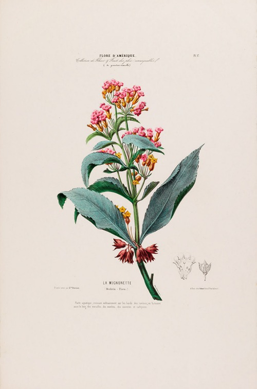 Flore d’Amérique, dessinée d’après nature sur les lieux Pl.017