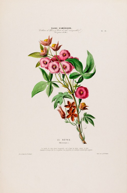 Flore d’Amérique, dessinée d’après nature sur les lieux Pl.019