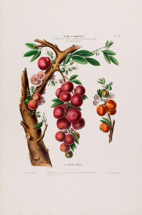 Flore d’Amérique, dessinée d’après nature sur les lieux Pl.025