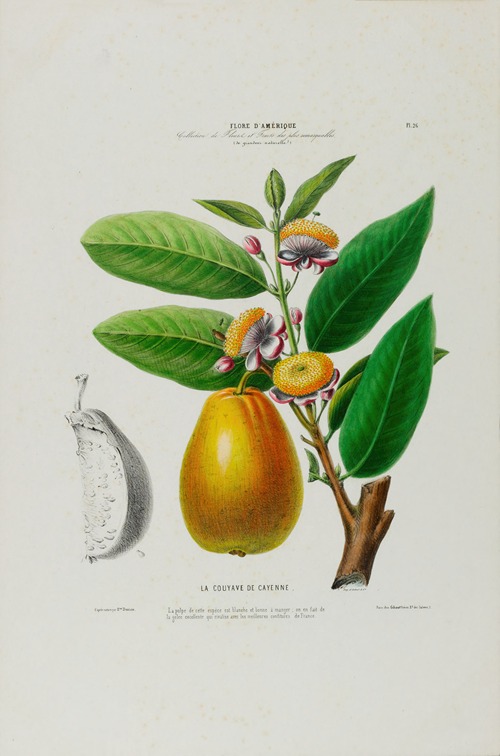 Flore d’Amérique, dessinée d’après nature sur les lieux Pl.026