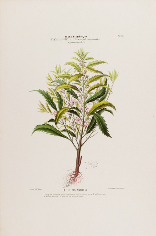 Flore d’Amérique, dessinée d’après nature sur les lieux Pl.027