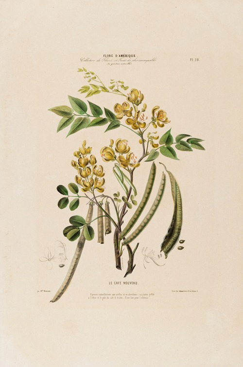Flore d’Amérique, dessinée d’après nature sur les lieux Pl.028
