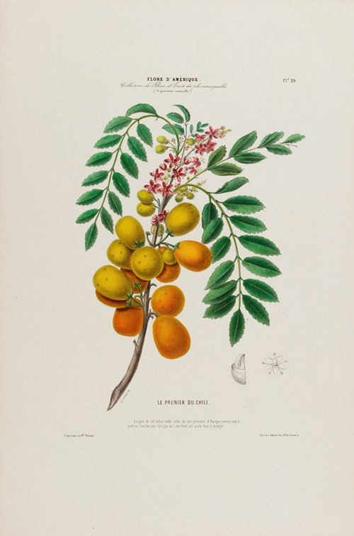 Flore d’Amérique, dessinée d’après nature sur les lieux Pl.029