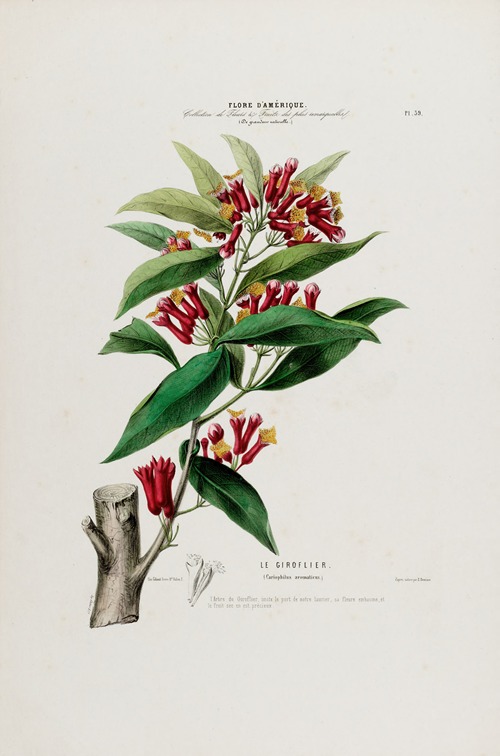 Flore d’Amérique, dessinée d’après nature sur les lieux Pl.039