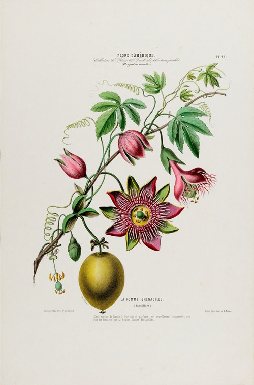 Flore d’Amérique, dessinée d’après nature sur les lieux Pl.042