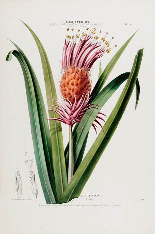 Flore d’Amérique, dessinée d’après nature sur les lieux Pl.043