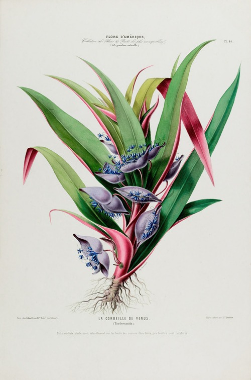 Flore d’Amérique, dessinée d’après nature sur les lieux Pl.044