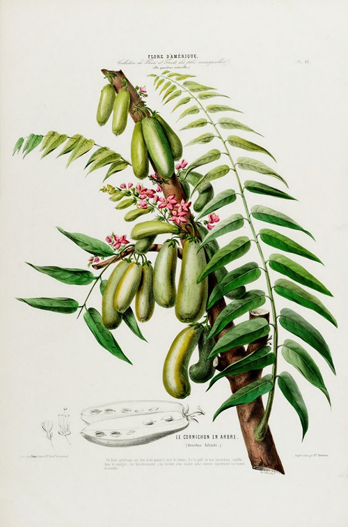 Flore d’Amérique, dessinée d’après nature sur les lieux Pl.045