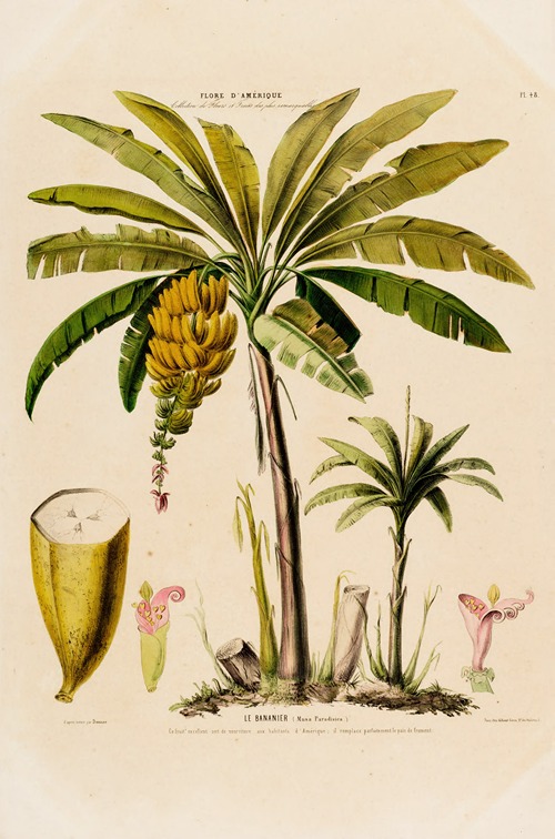 Flore d’Amérique, dessinée d’après nature sur les lieux Pl.048