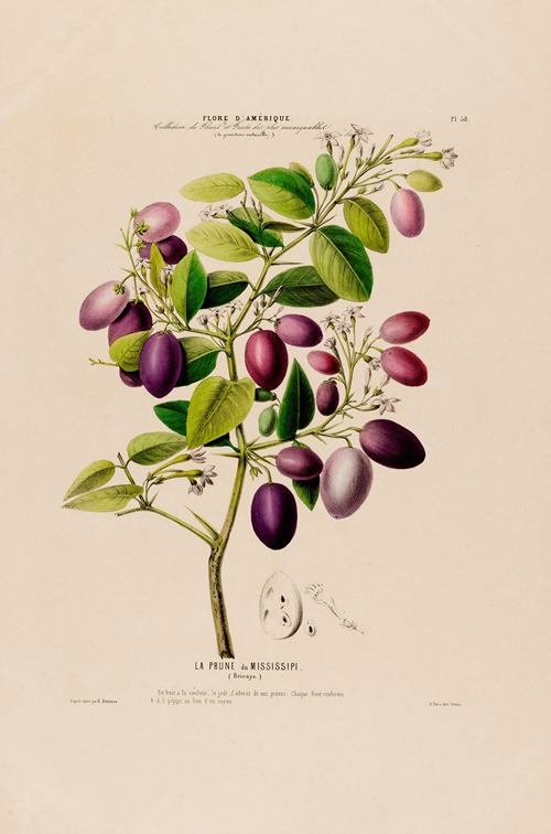 Flore d’Amérique, dessinée d’après nature sur les lieux Pl.058